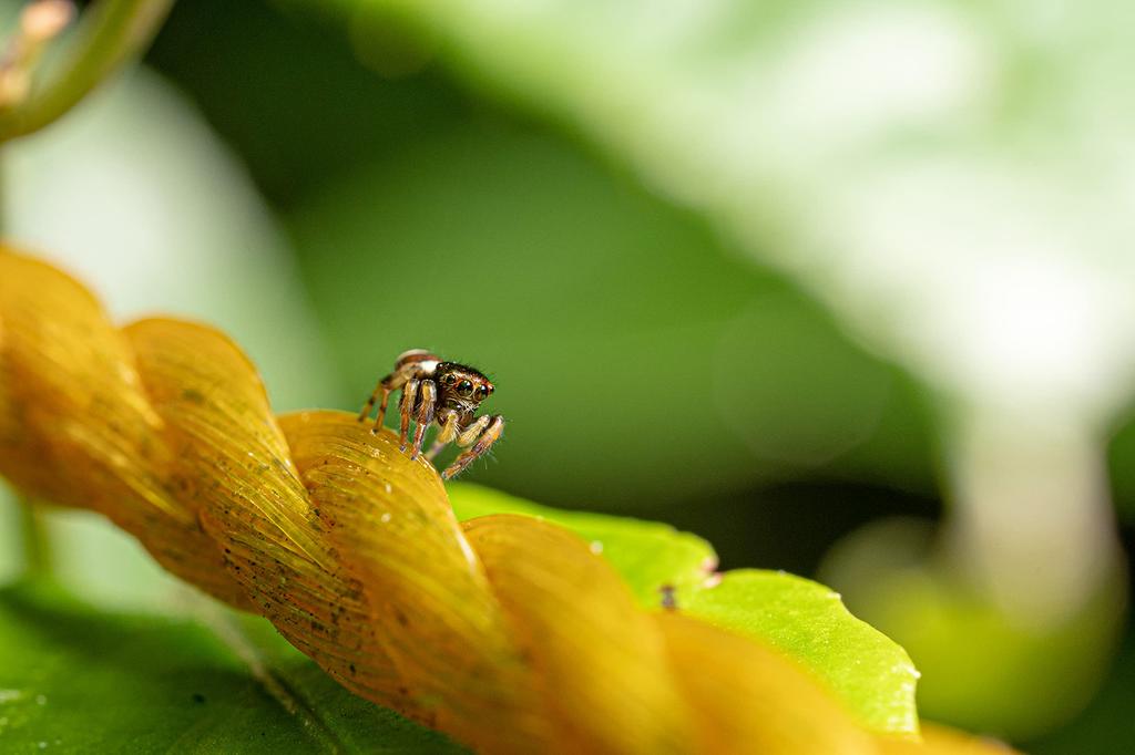 LAOWA 65mm 2x Ultra Makro Objektiv für Canon Anschluss f/2.8 EF-M (Schwarz, LAO0055)