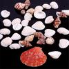 100g Mixed Sea Beach Shells Crafts Seashells Aquarium Decor Photo Props