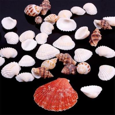 100g Gemischte Meer Strand Muscheln Handwerk Muscheln Aquarium Dekor Foto Requisiten