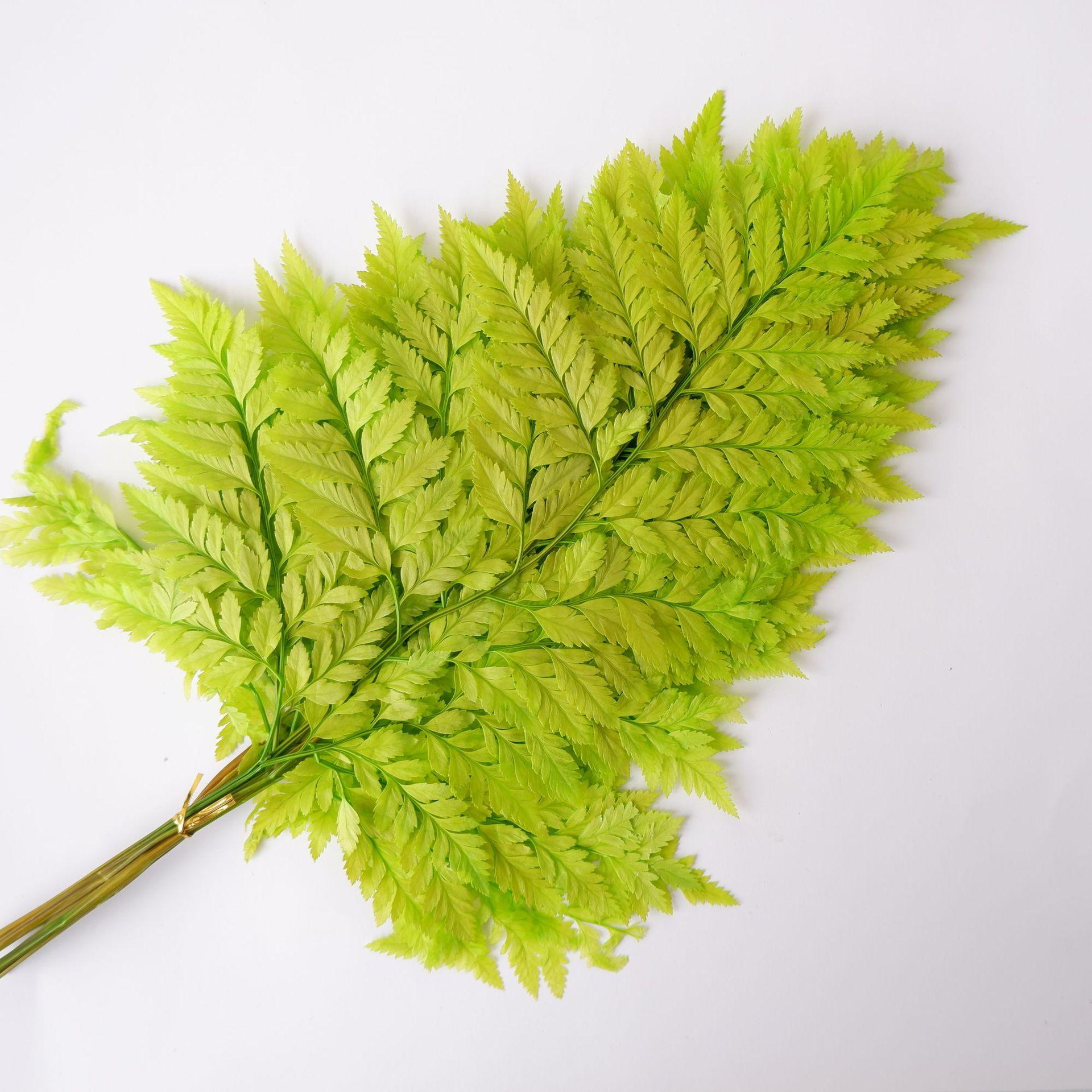 

Вечный альпийский папоротник Золотой альпийский папоротник Бессмертный цветок Сухоцветный букет Свадебное украшение с травой светло-зеленый
