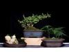 Extra-Large Breathable Purple Clay Square Bonsai Pot for Succulents and Green Plants