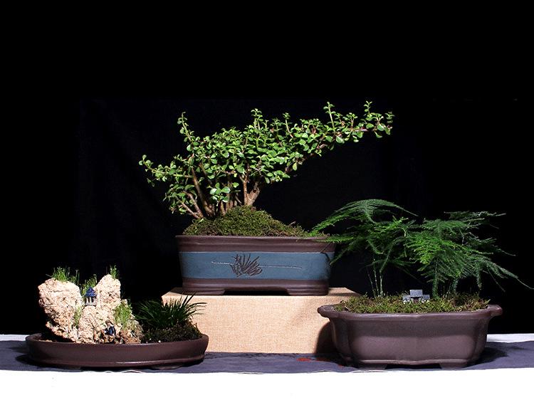 Extra-Large Breathable Purple Clay Square Bonsai Pot for Succulents and Green Plants