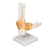 Human Foot Model Anatomical Ankle Skeleton Bones with Ligament 1 To 1 Life Size Mold
