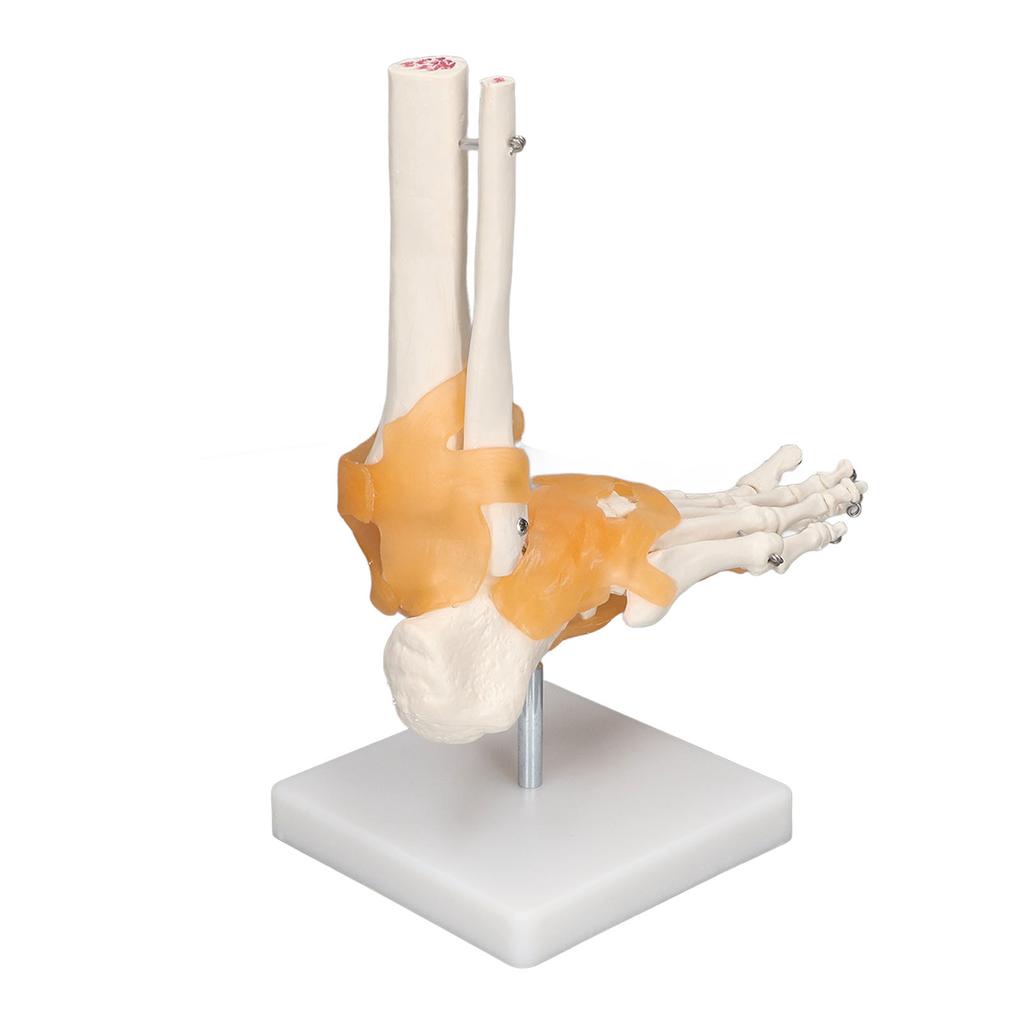 Human Foot Model Anatomical Ankle Skeleton Bones with Ligament 1 To 1 Life Size Mold