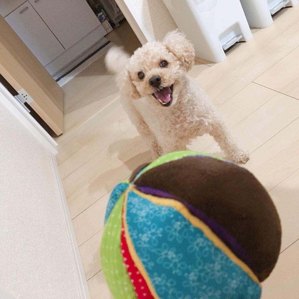 PLATZ PET Dog Toy Circus Ball Small Dog S Size SUPPLISES&FUN