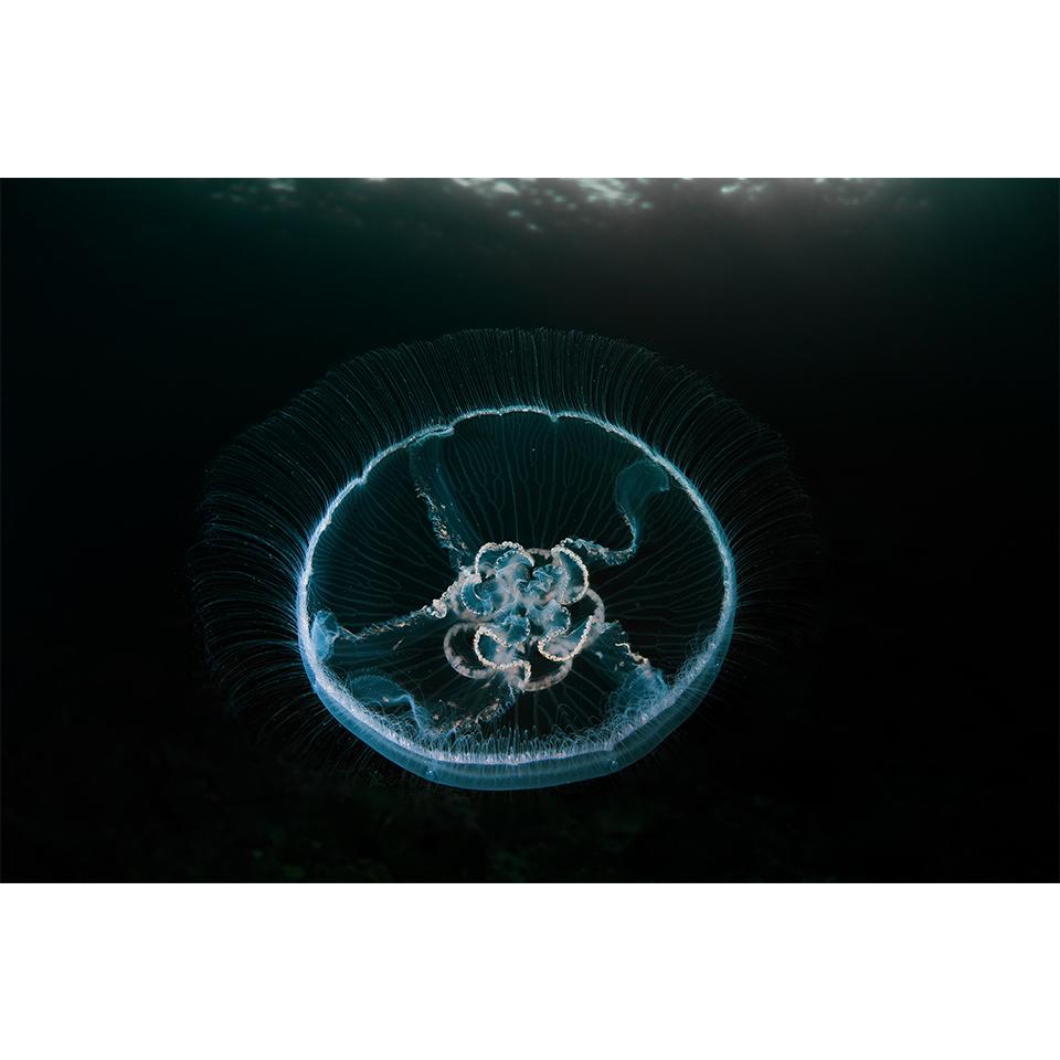 5D-Diamantgemälde zum Selbermachen, Tierqualle, Strass-Kunstbild, Kreuzstich-Set, Volldiamant-Stickerei, Mosaik, Geschenk, Heimdekoration