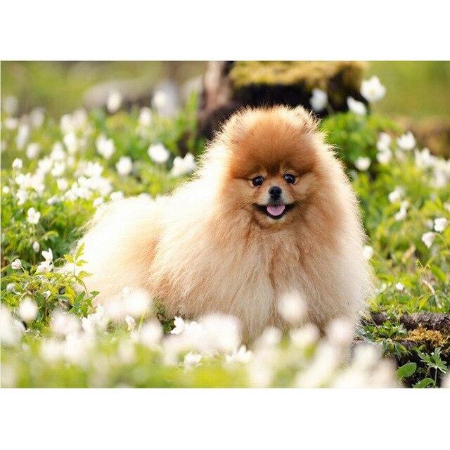 

5D DIY Алмазная картина собака Алмазная вышивка Померанский шпиц полная круглая мозаика щенок картина из страз подарок ручной работы Full Round 20x30CM