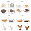 Simulation Animals Growth Cycle Butterfly Ladybug Chicken Dragonfly Frog Life Cycle Figurine Model Early Education Kids Toy