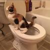 Cat Toilet Reusable Pet Litter Trainer Potty Cats Supplies Tray Indoor Professional Kit Kitty Toilets Cat System Training Toilet