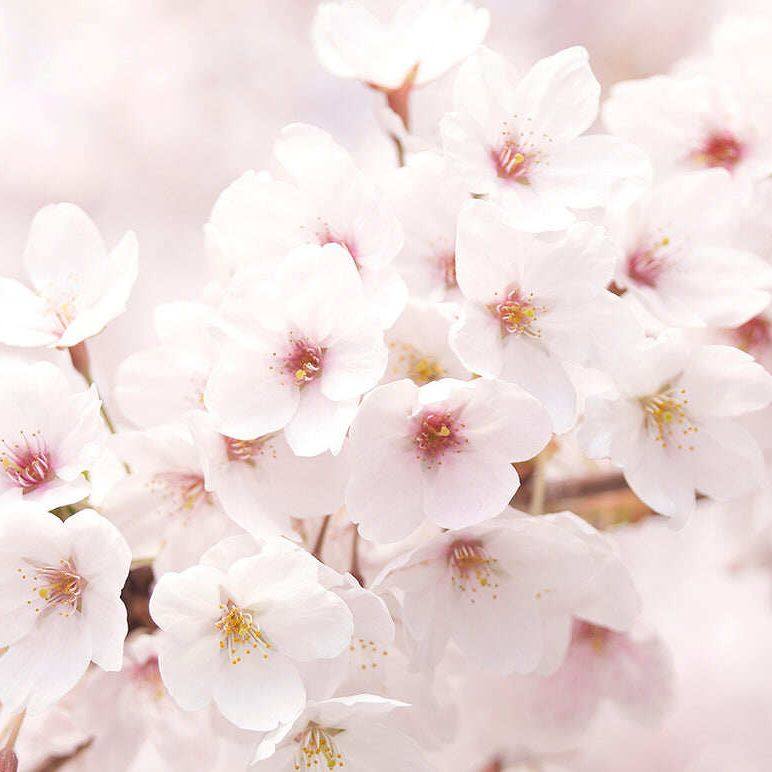 2023 NEUE INNISFREE Cherry Blossom Glow Jelly Cream 50 ml