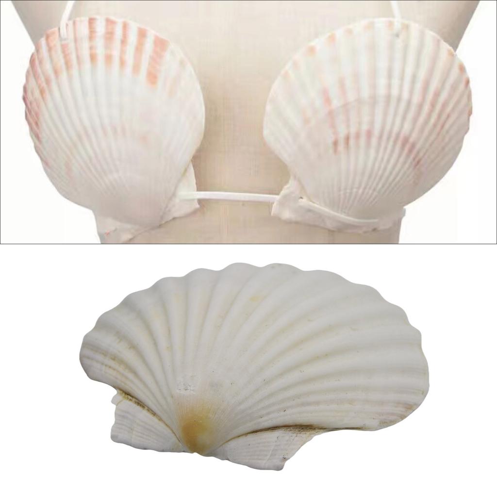 Large White Scallops Shells for Painting Crafts and Beach Wedding Decors Natural White Seashells 3-5 Inches