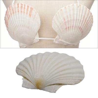 Conchiglie di Capesante Bianche Sfuse per Dipingere Cuocere Festa a Tema Oceano Assortimento di Grandi Conchiglie Decorazioni da Spiaggia