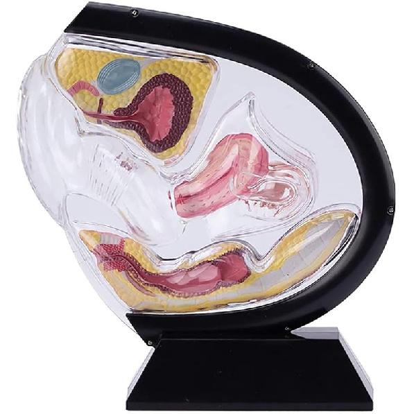 Female Transparent Uterus Anatomical Model, Uterus Model, Pelvis Rectum Teaching Model, for Medical Education and Training(Black)
