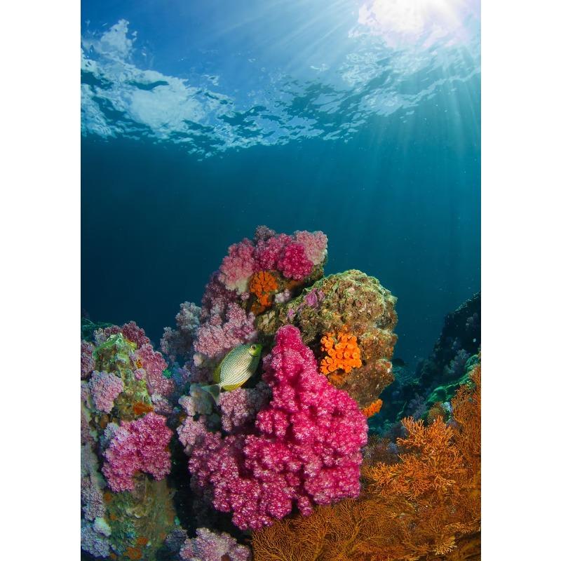 Beautiful Deep-Sea Coral Reefs Underwater World Scenery Poster Canvas Art Painting Prints Home Room Wall Picture Decoration