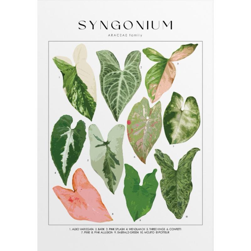 

Плакат с идентификацией домашних растений, ботанические названия, картина на холсте, настенное искусство для гостиной, домашний декор, подарок любителю растений 21cm×30cm NoFrame