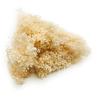 Dried Broom Bloom - Broom - Bleached