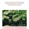SKIN 1004 - Madagascar Centella Poremizing Quick Clay Stick Mask