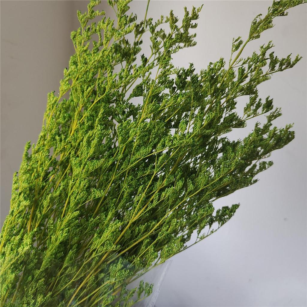 Everlasting White Dried Baby's Breath Flowers for Home Decor and Photography