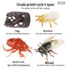 Cross-border Simulation Animal Suction Toy: Butterfly, Rooster, Ant, Frog, Sea Turtle, Mosquito Growth Cycle Models