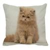 Persian Cat Linen Pattern Double-sided Printed Pillow Cover Short Plush Suitable Living Rooms Bedrooms Sofas Throw Cushion Cover