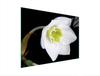 GLAS-SCHNEIDEBRETT 40x30 ORCHIDEE