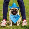 Hunde-Cowboy-Kostüm-Set, verstellbare Schnalle, atmungsaktiv, angenehm zu tragen, Mütze, Bandana, Schal für kleine, mittelgroße und große Hunde und Haustiere