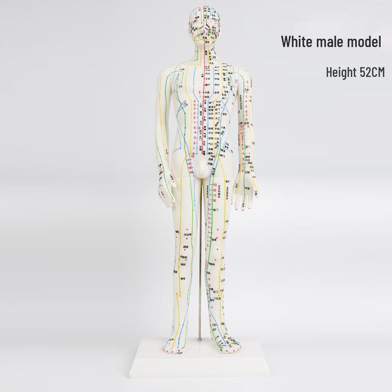Acupuncture Practice Model: Soft Leather Man with Twelve Meridian Acupoint Chart