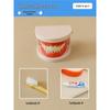 Montessori Toddler Tooth Brushing Practice Aid - Educational Model for Kindergarten