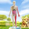 Model lidského těla s podnosem Pinzety Svítící ve tmě Odnímatelné Lidské torzo Anatomie Učební pomůcka Školní studenti Orgány Kosti Učení Vzdělávací hračka