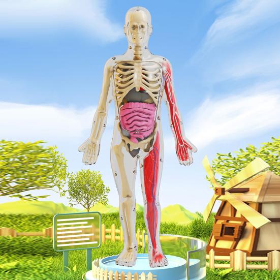 Model lidského těla s podnosem Pinzety Svítící ve tmě Odnímatelné Lidské torzo Anatomie Učební pomůcka Školní studenti Orgány Kosti Učení Vzdělávací hračka