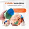 Modello di Teschio Umano, Modello di Teschio Anatomico Dipinto a Grandezza Naturale, Teschio Anatomico in PVC-B61B