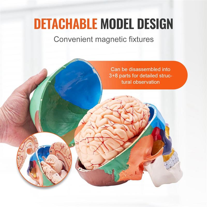Modello di Teschio Umano, Modello di Teschio Anatomico Dipinto a Grandezza Naturale, Teschio Anatomico in PVC-B61B