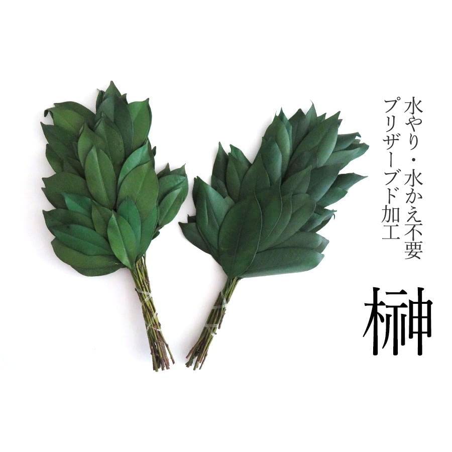 Premium Preserved Sakaki | Unwanted, Never-withering Sakaki Made from Real Sakaki