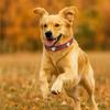 Cute Leather Reflective Dog Collar Adjustable Soft Dog Footprint Collar Decorative Metal Buckle Rivets Pet Collar Pet Supplies