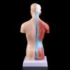 Lidské Torzo Tělo Anatomie Anatomické Lékařské Vnitřní Orgány Pro Výuku