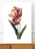 Tulip Flower Vintage Poster