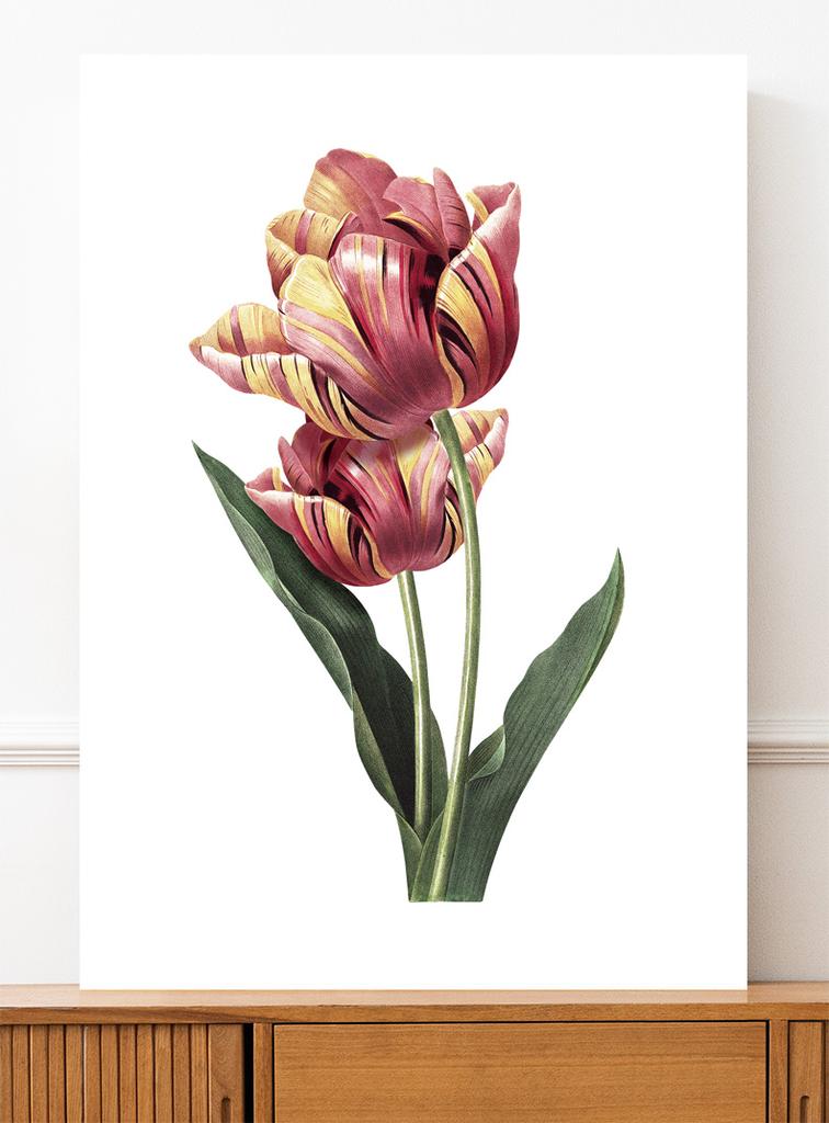 Tulip Flower Vintage Poster