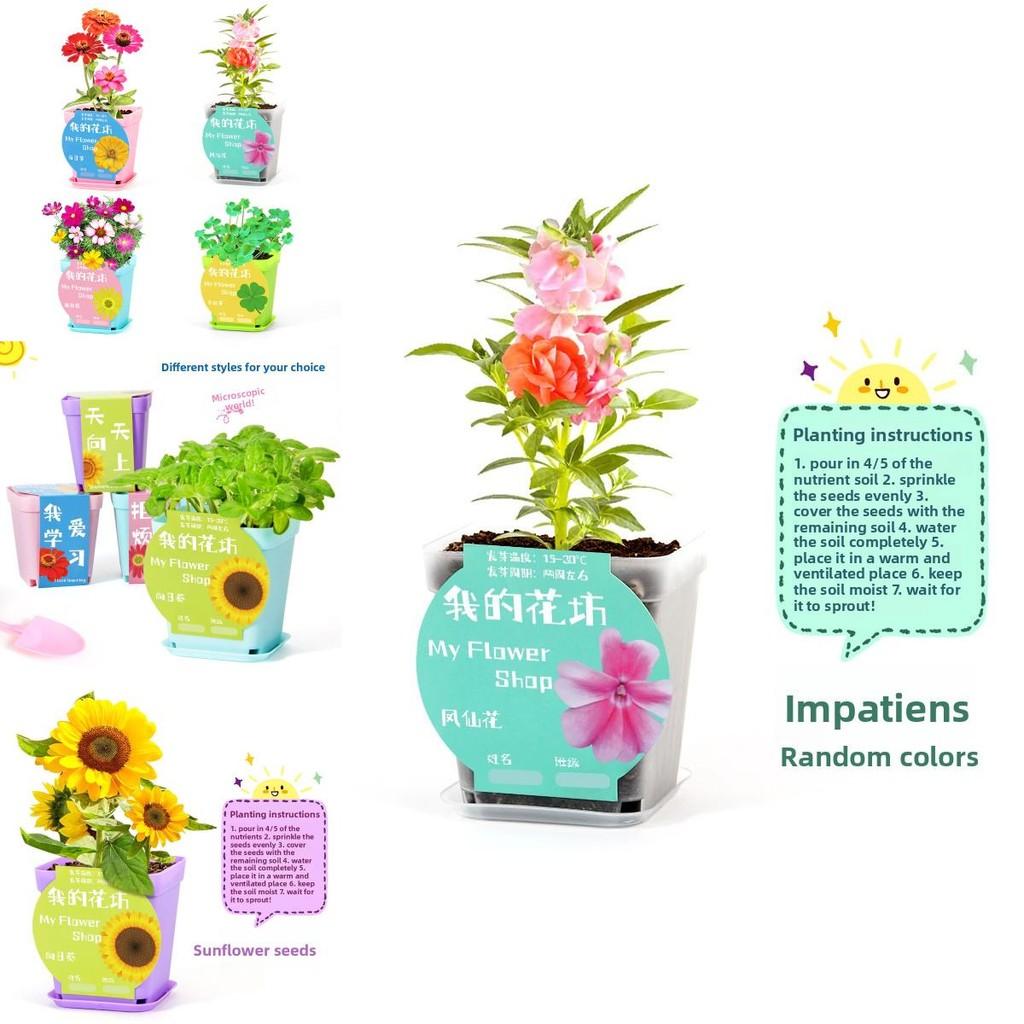 Science Experiment Diy Desktop Potted Plant Kit With Germination Seeds For Kids And Office Decor