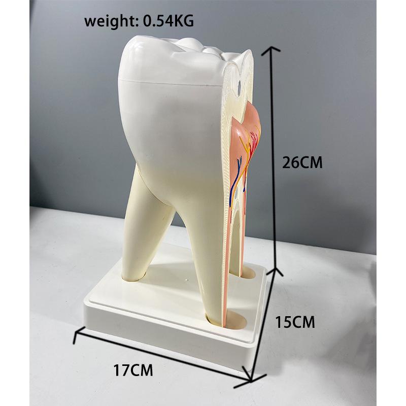 Прозора Знімна Повна Модель Щелепи з М'якими Яснами та Зубами для Підготовки до Імплантації