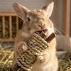 Small Animal Chew Toys Set Natural Wooden and Vegetable Shaped Chew Sticks for Rabbits Guinea Pigs Chinchillas Hamsters