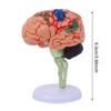 4DMaster 4D Human Anatomy Model Brain Structure Medical Puzzle Assembly Model for Education