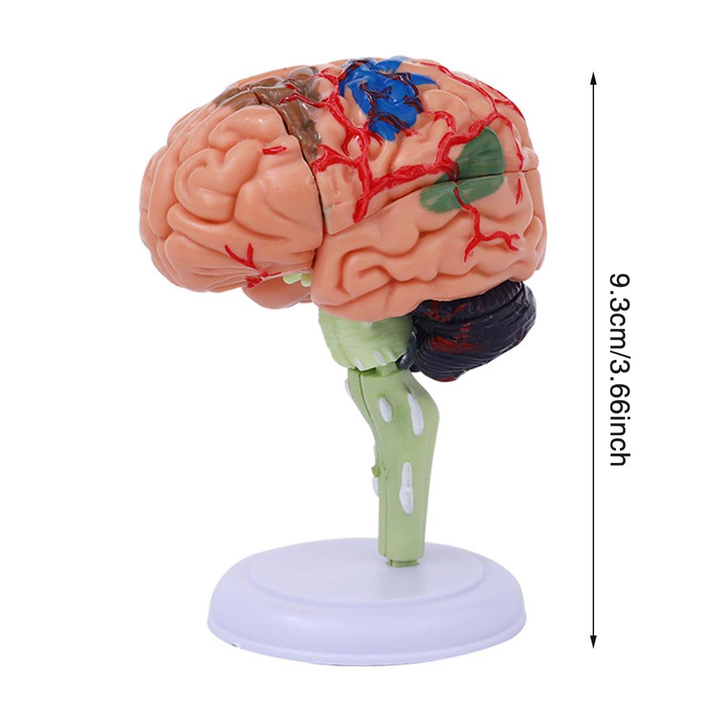 4DMaster 4D Human Anatomy Model Brain Structure Medical Puzzle Assembly Model for Education