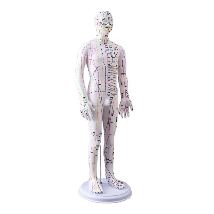 

Human Acupuncture Practice Model with Acupoints and Meridians Point Male Acupuncture Model Female Acupuncture Model