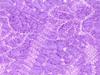 obiage obiage with shibori pattern yu [Muromachi-st.] Shichi-Go-San (pure silk) Children's "Wuve (light purple)" 753OA-d-F