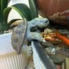 Cute Simulation Turtle Hanging Pot 3-sided Small Turtle Ornament Cartoon Climbing Turtle Home Flower Pot Aquarium Decoration