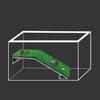 Reptile – Terarii pentru reptile
