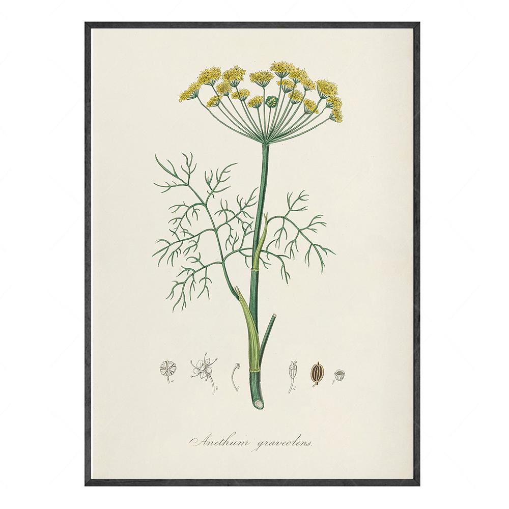 

Винтажные травяные садовые растения образовательные плакаты настенные художественные принты школьные классы декоративные картины на холсте модульные настенные картины 21x30cm No Framed