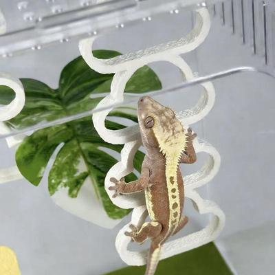 Reptilien – Reptilien-Terrarien