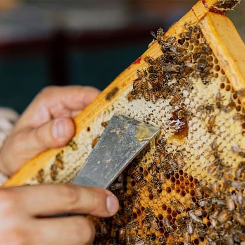 Beekeeping Scraper, Stainless Steel Bee Scraper, Multi-Function Crowbar, Beekeeping and Agricultural Tool (Style)