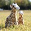 Bonecas e peluches – Peluches
